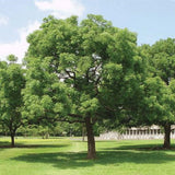 Azadirachta indica(neem, Indian lilac) Family Meliaceae  (النيم)