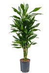 Dracaena Janet Lind