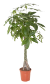 Pachira aquatic (the money tree)