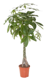 Pachira aquatic (the money tree)