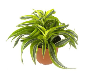 Dracaena Fragrance Lemon Surprise-Striped Dracaena