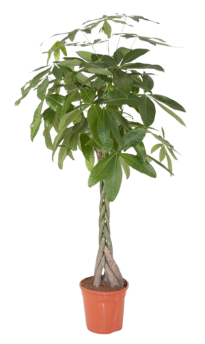 Pachira aquatic (the money tree)
