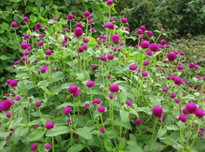 Gomphrena globosa (globe amaranth, makhmali, vadamalli) summer annuals