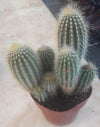 Cactus one group collection