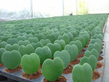 Hoya kerrii (Heart Leaf, Valentine Hoya)