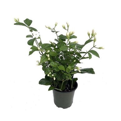 Stephanotis floribunda (Madagascar jasmine, waxflower, Hawaiian wedding flower)