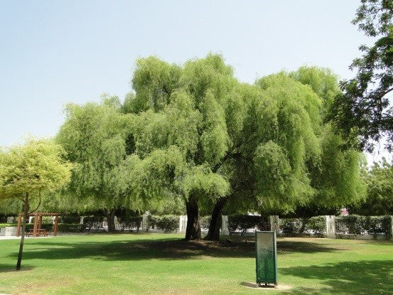 شجرة البرسوبس - الغاف 