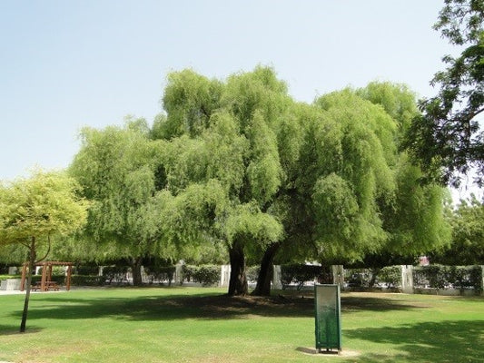 شجرة البرسوبس - الغاف 