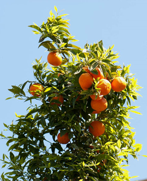 Citrus × sinensis "Sweet Orange"