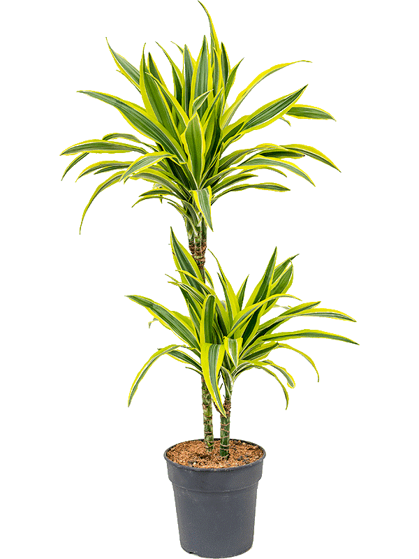 Dracaena fragrans- Lemon Lime