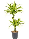 Dracaena fragrans- Lemon Lime