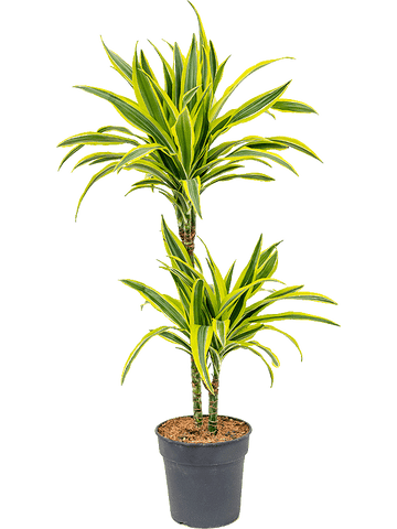 Dracaena fragrans- Lemon Lime