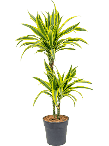 dracaena fragrans lemon lime Landscaping Plant Indoor Plants – Bastana Online Gardens