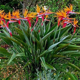 Strelitzia reginae (crane flower, bird of paradise)