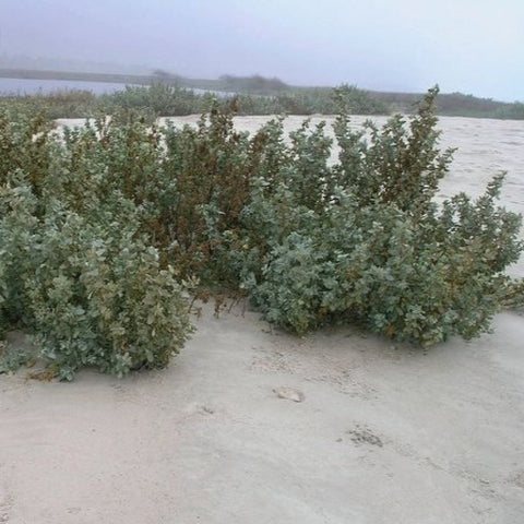 Atriplex leucoclada syn . of Atriplex turcomanica