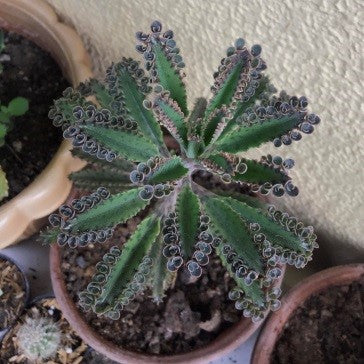 Kalanchoe delagoensis, (mother of millions)