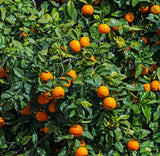 البرتقال الحلو - برتقال العصير 
