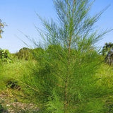 Casuarina equisetifolia (شجرة الصنوبر الأسترالية، شجرة الصنوبر الصفير) عائلة Casuarinaceae (الكازورينا)