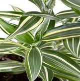 Dracaena sanderiana (Lucky Bamboo)