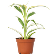 Dracaena sanderiana (Lucky Bamboo)