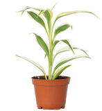 Dracaena sanderiana (Lucky Bamboo)
