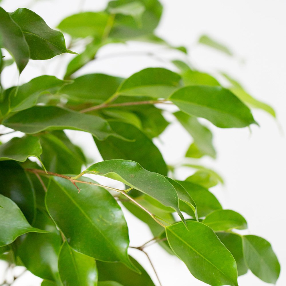 Ficus elastica castellviana (purple fig)