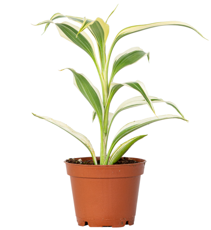 Dracaena sanderiana (Lucky Bamboo)