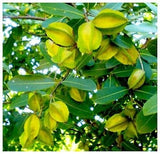 Terminalia arjuna (arjuna) Family Combretaceae (ترمناليا)