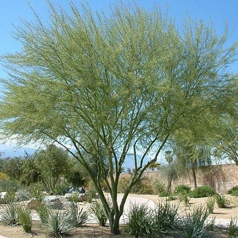 Cercidium floridum (Parkinsonia) Family Fabaceae (الباركنسونيا – زيل الحصان)