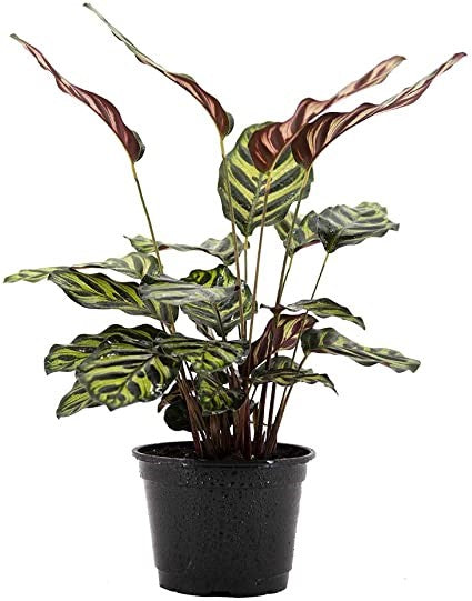 Calathea makoyana (peacock plant)