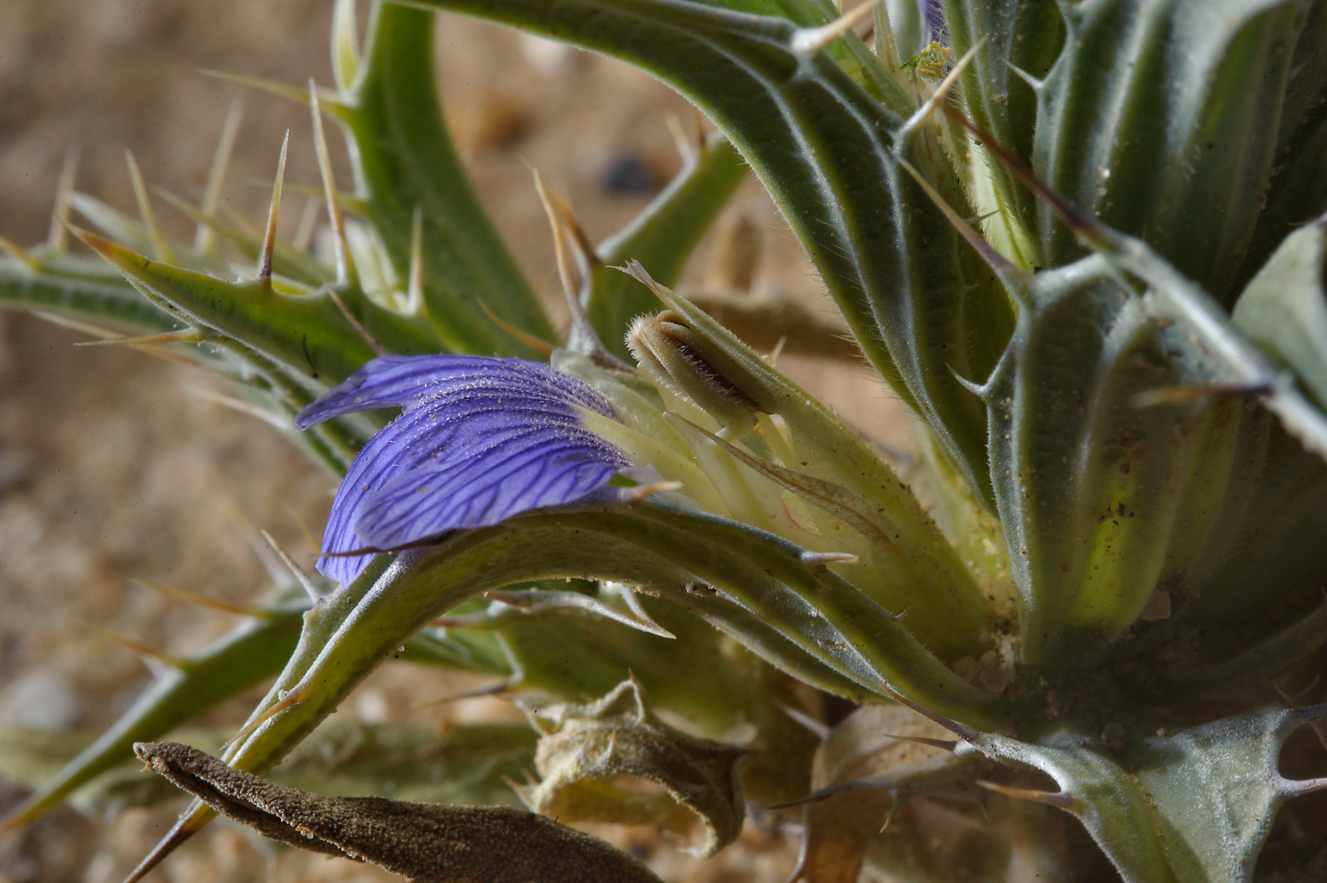 Blepharis ciliaris (L) . B.L.Burtt