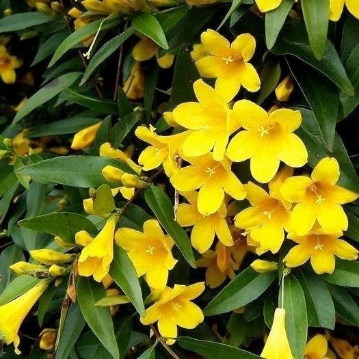 Gelsemium sempervirens (false jasmine)