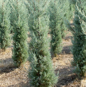 Cupressus arizonica (the Arizona cypress) Family Cupressaceae (السرو الفضي)