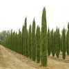 Cupressus sempervirens (The Mediterranean cypress) Family Cupressaceae (السرو المخروطي)