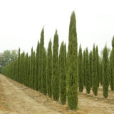 Cupressus sempervirens (The Mediterranean cypress) Family Cupressaceae (السرو المخروطي)