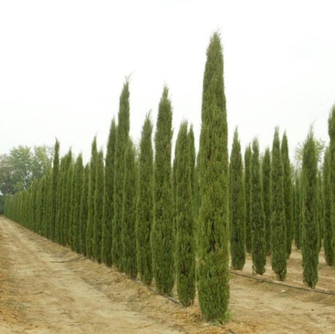 Cupressus sempervirens (السرو البحر الأبيض المتوسط) عائلة Cupressaceae (السرروكروتي)