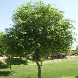 Dalbergia sissoo (North Indian rosewood)