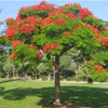 Delonix regia (flamboyant, royal poinciana) Family Fabaceae (البوانسيانا)