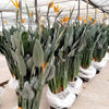 Strelitzia reginae (crane flower, bird of paradise)