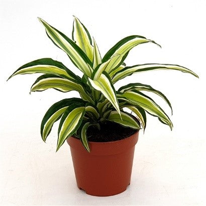 Dracaena fragrans Malaika