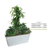 هدايا النباتات الداخلية - المجموعات النباتية 