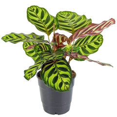 Calathea makoyana (peacock plant) – Bastana Online Gardens
