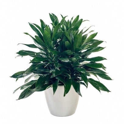 Dracaena Reflexa  - Song of Jamaica