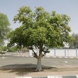 Terminalia arjuna (arjuna) Family Combretaceae (ترمناليا)
