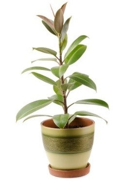 Ficus elastica castellviana (purple fig)