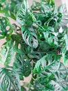 Monstera adansonii ( Swiss cheese plant, five holes plant)