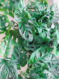 Monstera adansonii ( Swiss cheese plant, five holes plant)