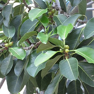 Ficus altissima (شجرة المجلس، التين النبيل) العائلة Moraceae (التين النبيل، شجرة التين)