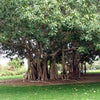 Ficus benghalensis (Banyan fig, Indian banyan) Family Moraceae (التين البنغالي)