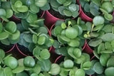 Peperomia rotundifolia (jade necklace-round leaf Peperomia)